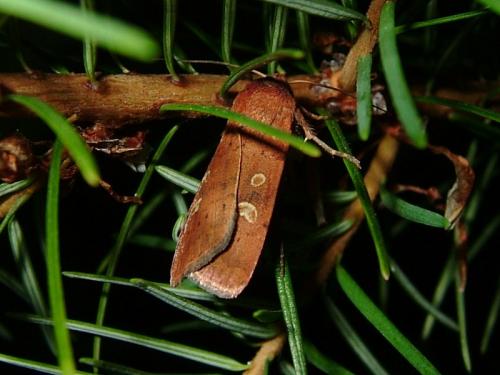 Xestia xanthographa